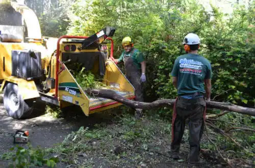 tree services Bodfish